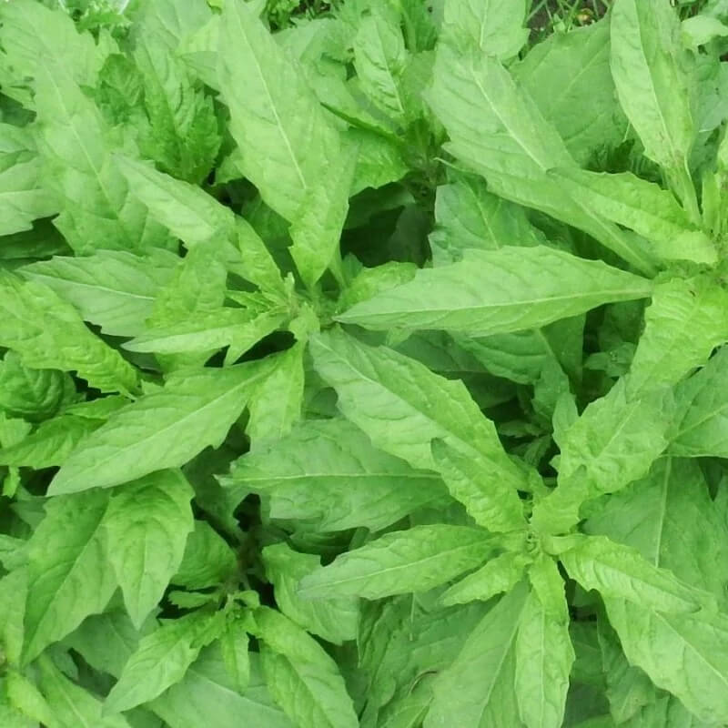 Epazote Seeds – Dysphania ambrosioides