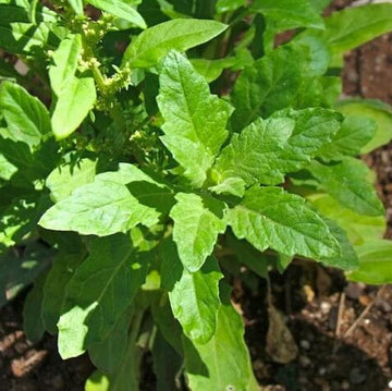 Epazote Seeds – Dysphania ambrosioides