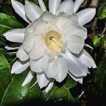 Epiphyllum Oxypetalum Seeds – White Wildflower Mix, Heirloom
