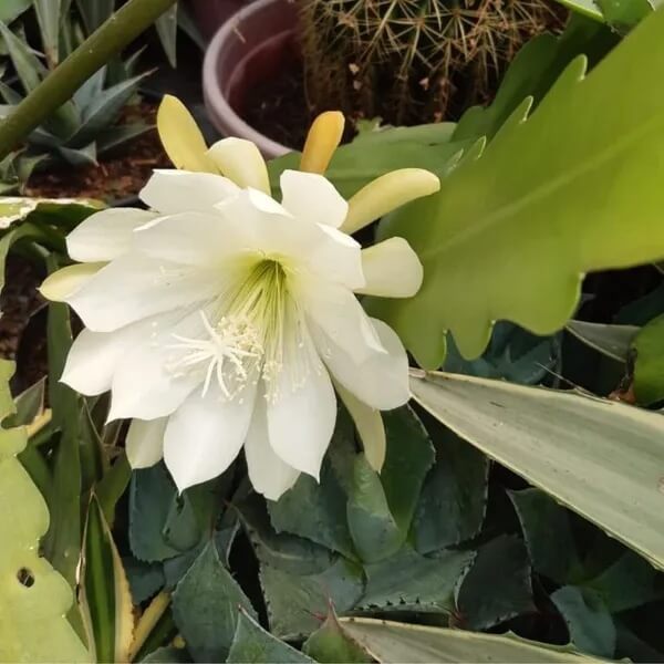 Epiphyllum Oxypetalum Seeds – White Wildflower Mix, Heirloom
