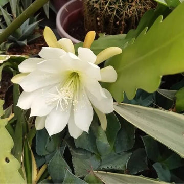 Epiphyllum Oxypetalum Seeds – White Wildflower Mix, Heirloom
