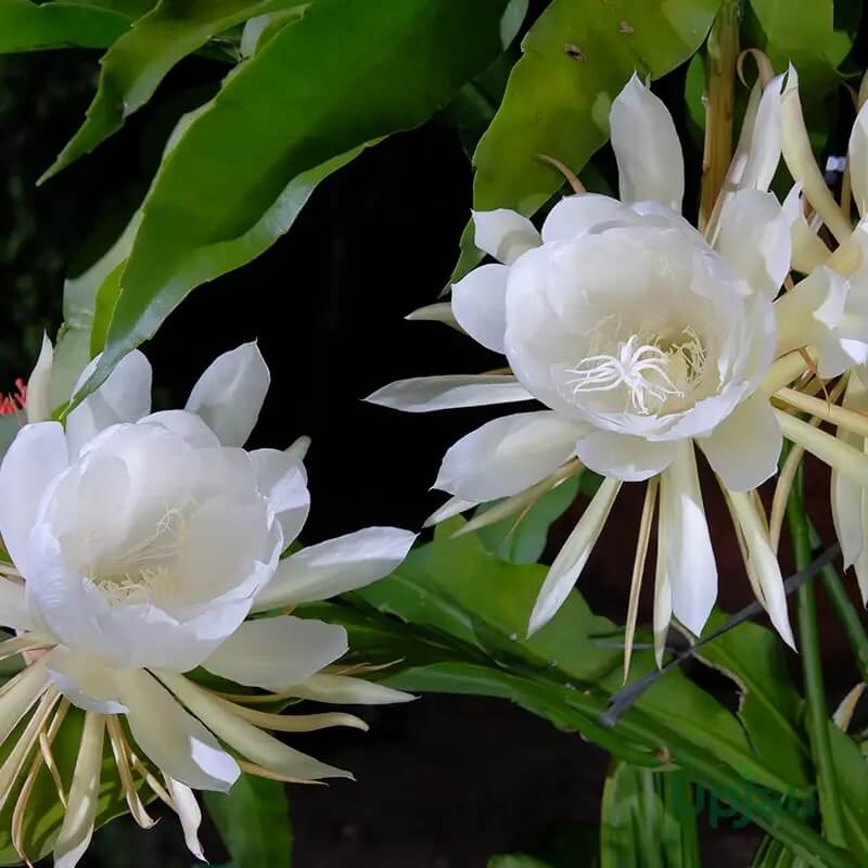 Epiphyllum Oxypetalum Seeds – White Wildflower Mix, Heirloom
