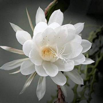 Epiphyllum Seeds – White Oxypetalum – Wildflower