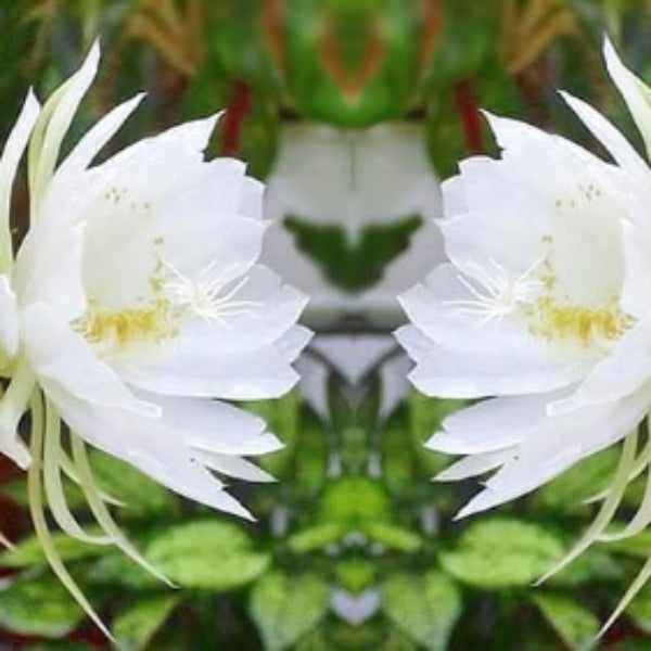 Epiphyllum Seeds – White Oxypetalum – Wildflower