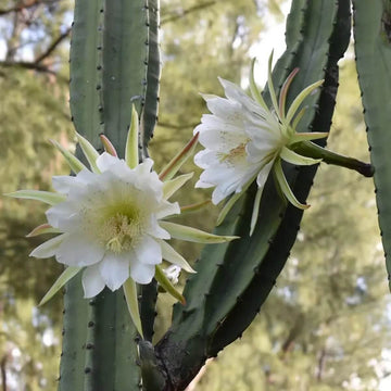 Epiphyllum Seeds – White Oxypetalum – Wildflower
