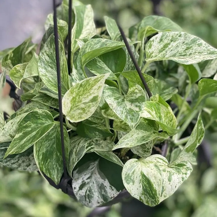 Epipremnum Aureum Seeds for Planting