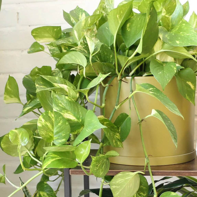 Epipremnum Aureum Seeds for Planting