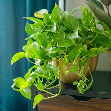 Epipremnum Aureum Seeds for Planting