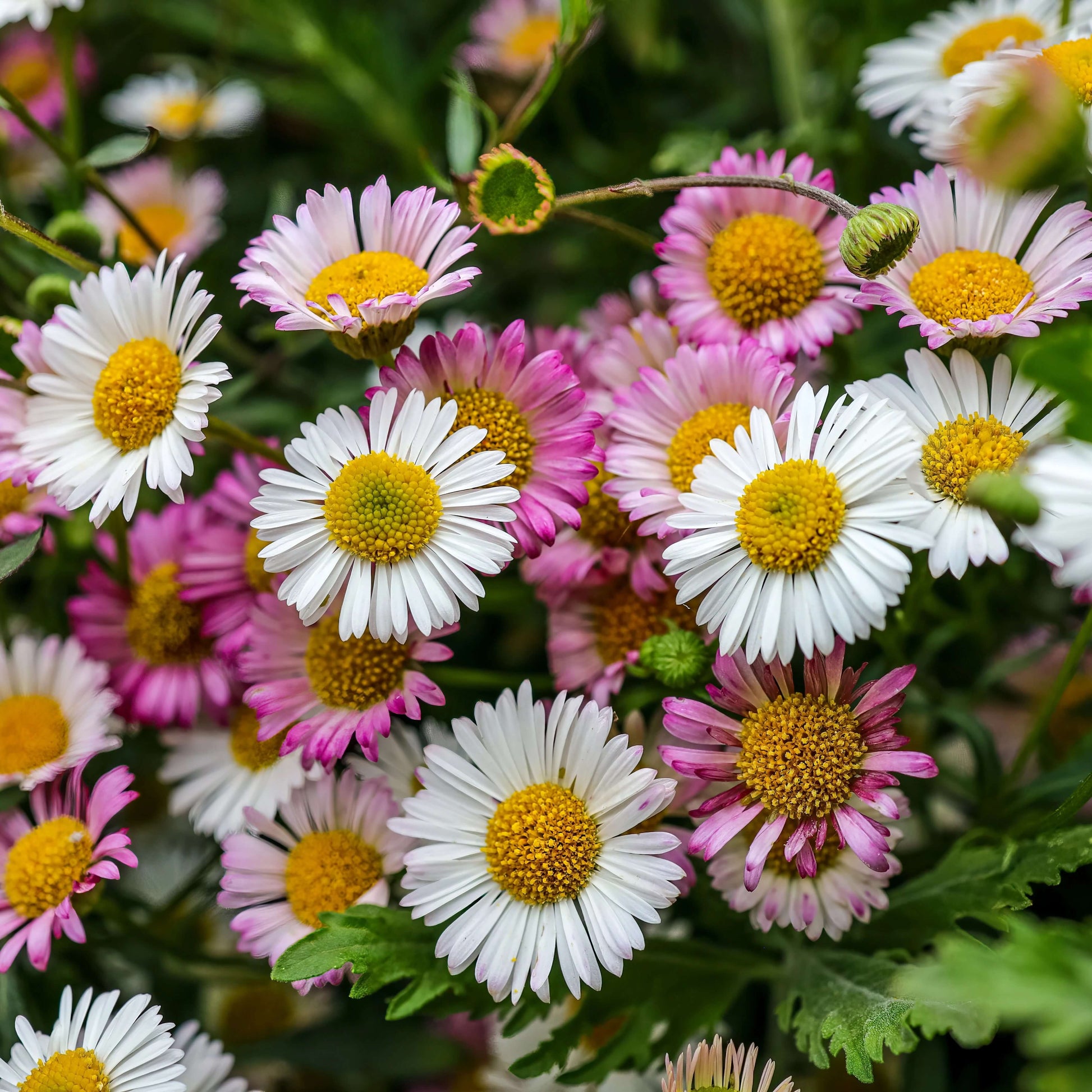 Erigeron Karvinskianus Seeds - Flower Plant
