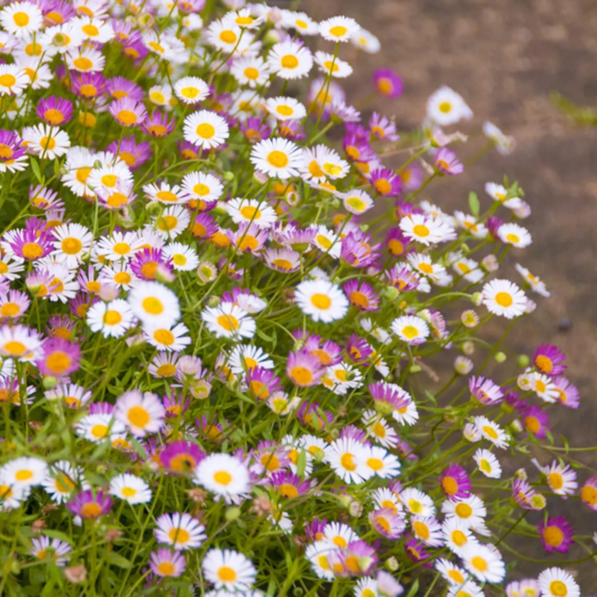 Erigeron Karvinskianus Seeds - Flower Plant