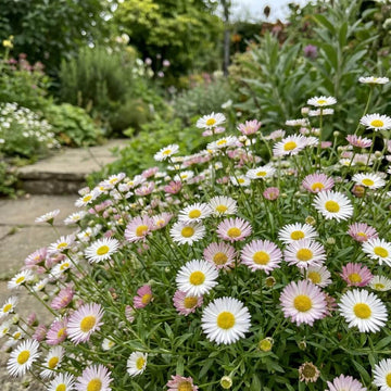 Erigeron Karvinskianus Seeds - Flower Plant