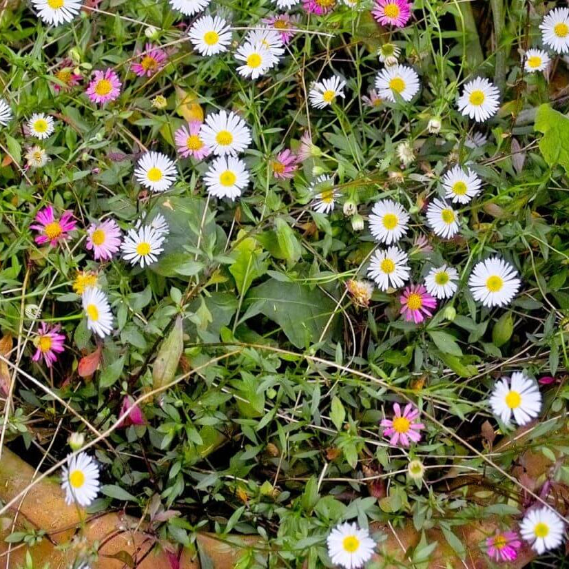 Erigeron Karvinskianus Seeds for Planting