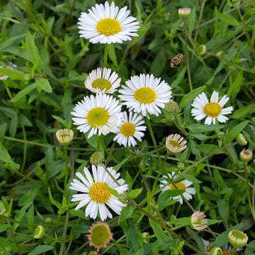 Erigeron Karvinskianus Seeds for Planting