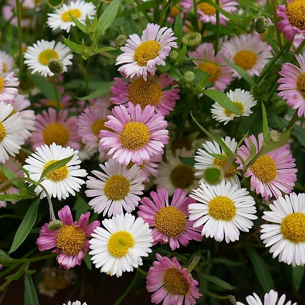 Erigeron Karvinskianus Seeds for Planting