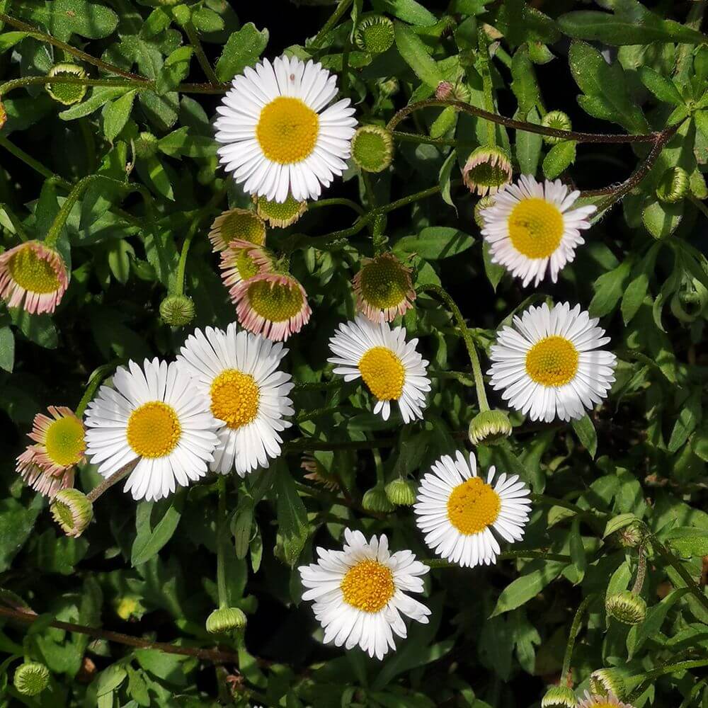 Erigeron Karvinskianus Seeds for Planting