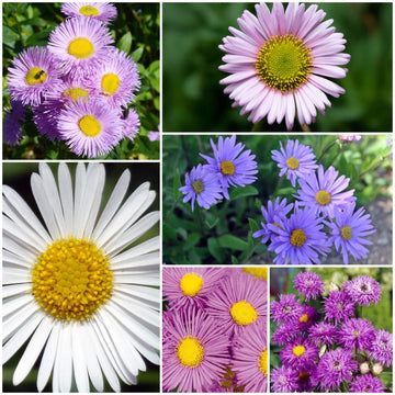 Erigeron Seeds - All In One For Home Gardens