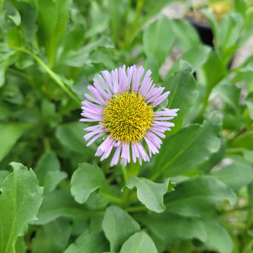 Erigeron Seeds - All In One For Home Gardens