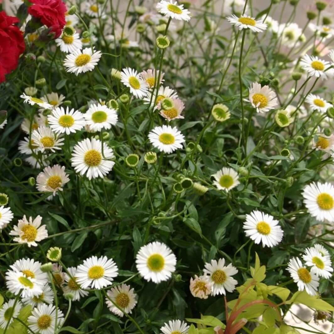 Erigeron Seeds - All In One For Home Gardens
