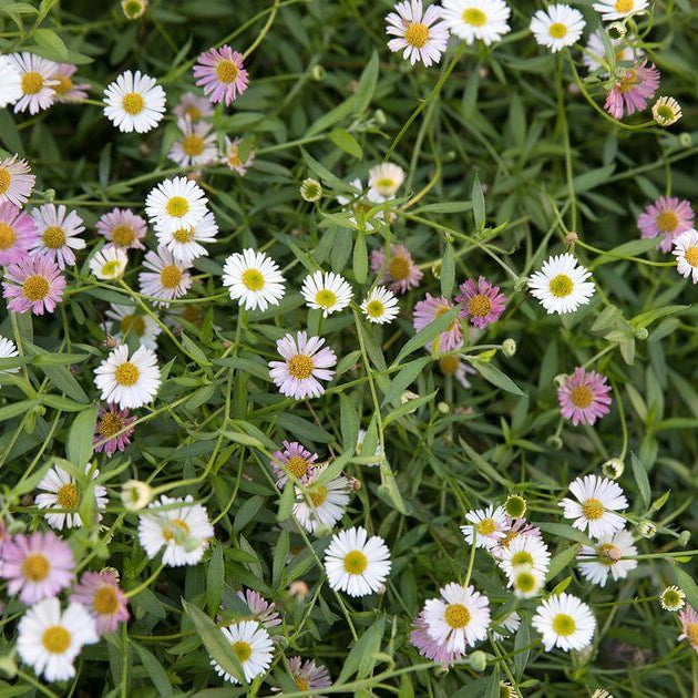 Erigeron Seeds - All In One For Home Gardens