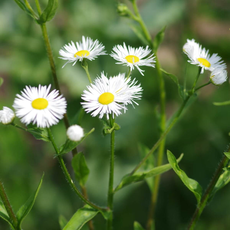 Erigeron Seeds - All In One For Home Gardens