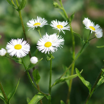 Erigeron Seeds - All In One For Home Gardens