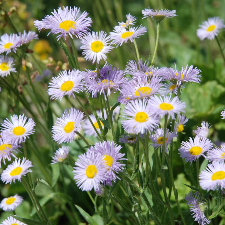 Erigeron Seeds - Flower Plant for Home Gardens