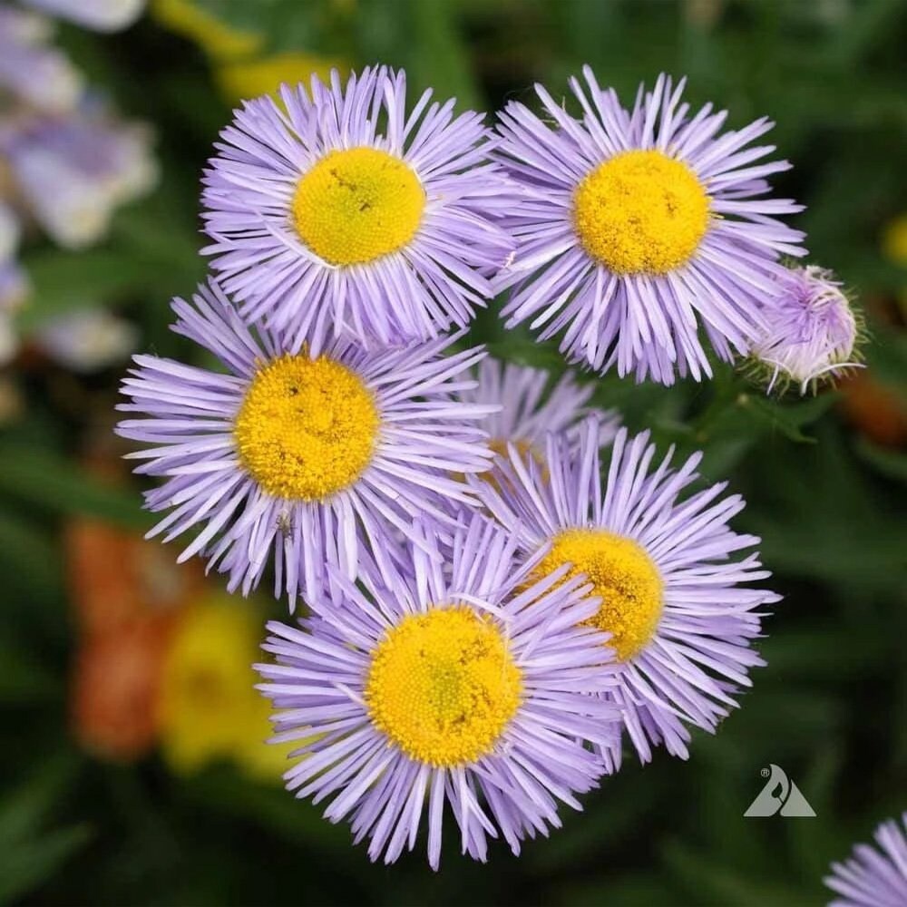 Erigeron Speciosus Seeds – Perennial Daisy Fleabane
