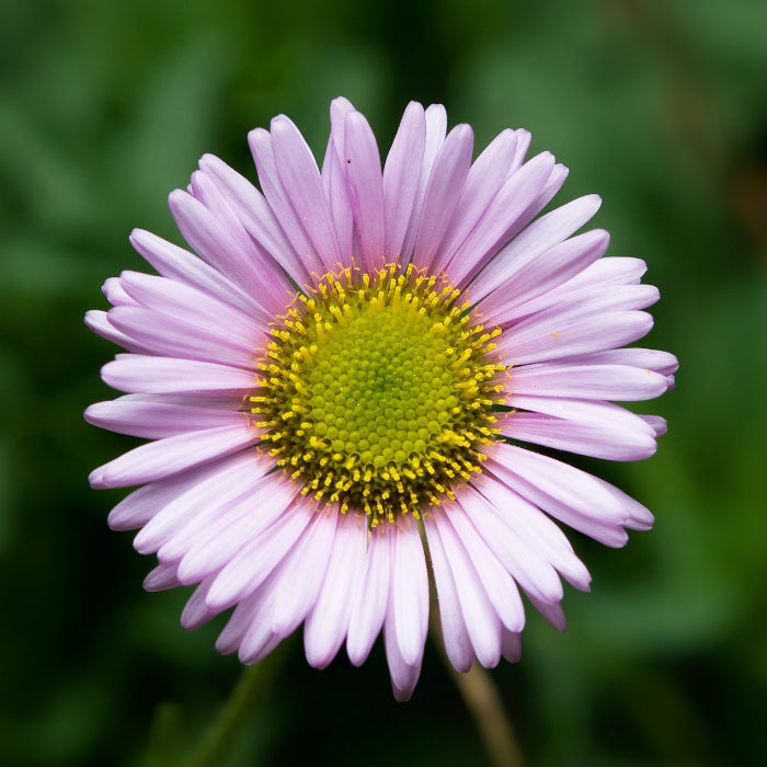 Erigeron Speciosus Seeds – Perennial Daisy Fleabane

