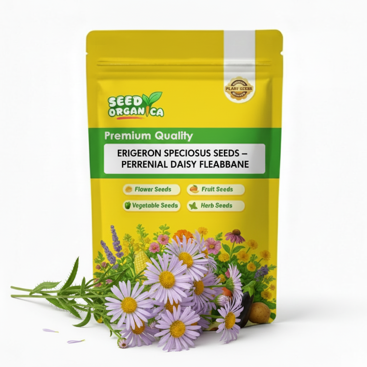 Erigeron Speciosus Seeds – Perennial Daisy Fleabane