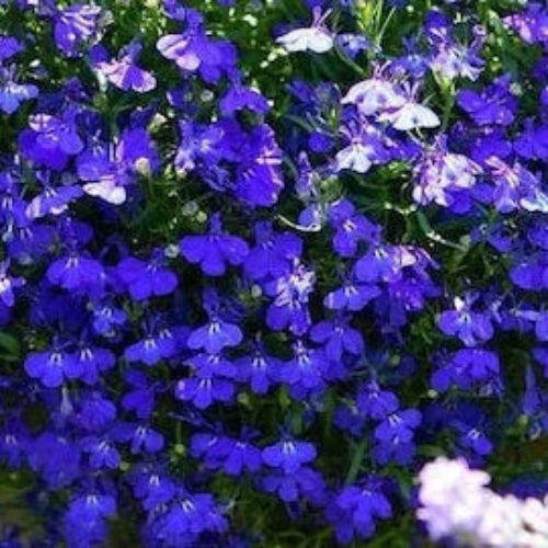 Erinus Seeds – Wildflower Mix Heirloom
