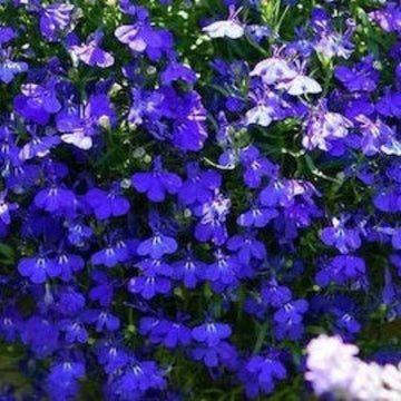 Erinus Seeds – Wildflower Mix Heirloom
