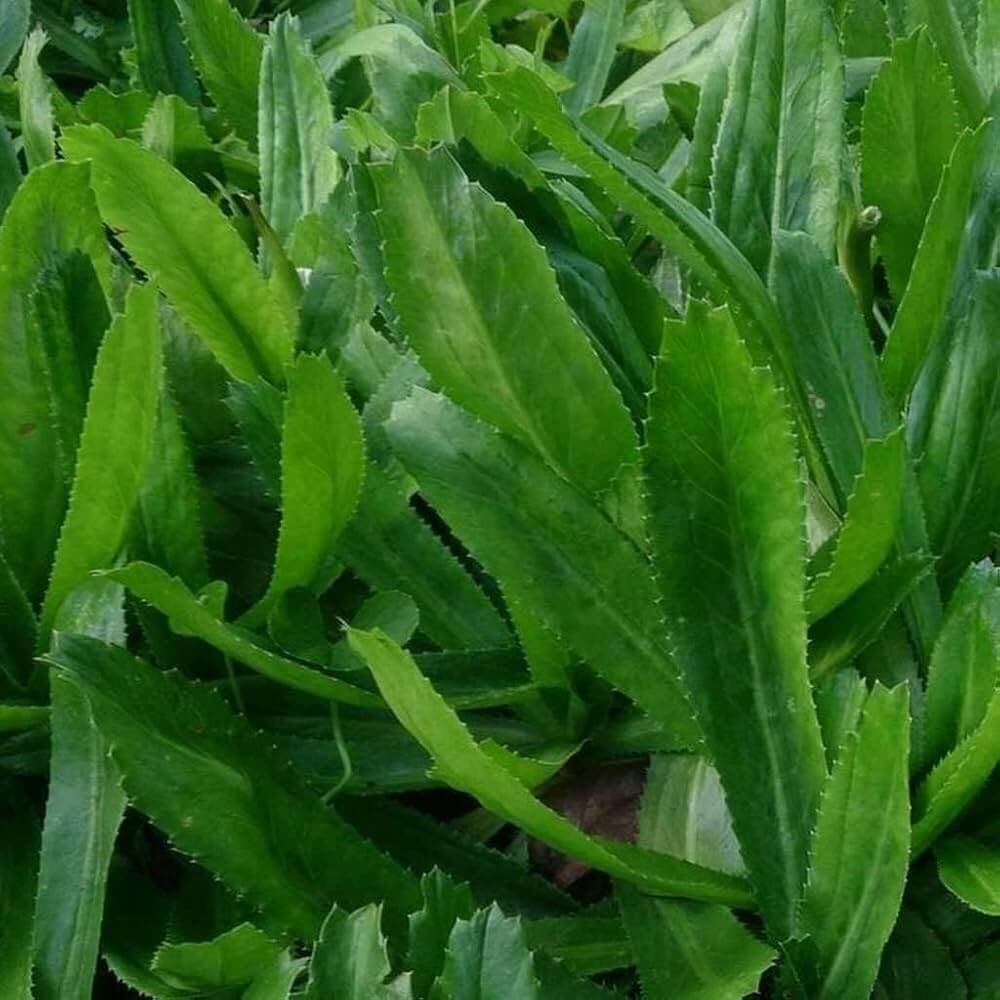 Eryngium Foetidum Seeds - Herbal Plant