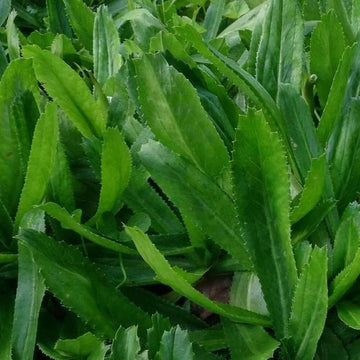 Eryngium Foetidum Seeds - Herbal Plant