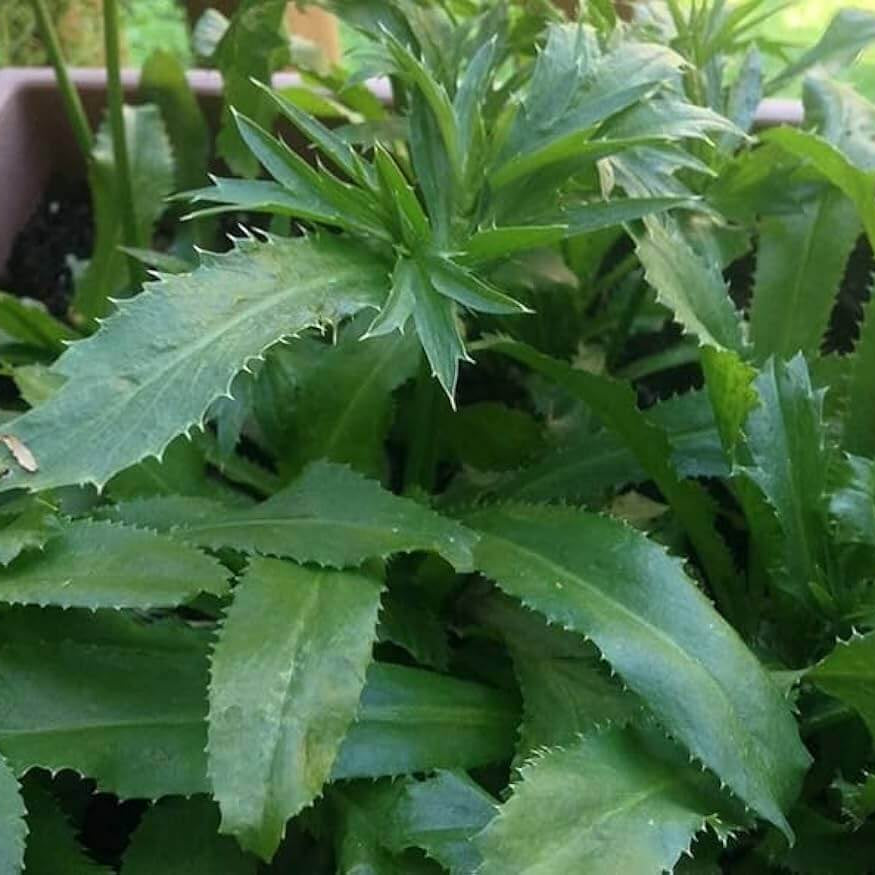 Eryngium Foetidum Seeds - Herbal Plant