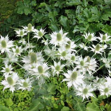 Eryngium Giganteum Seeds - Flower Plant