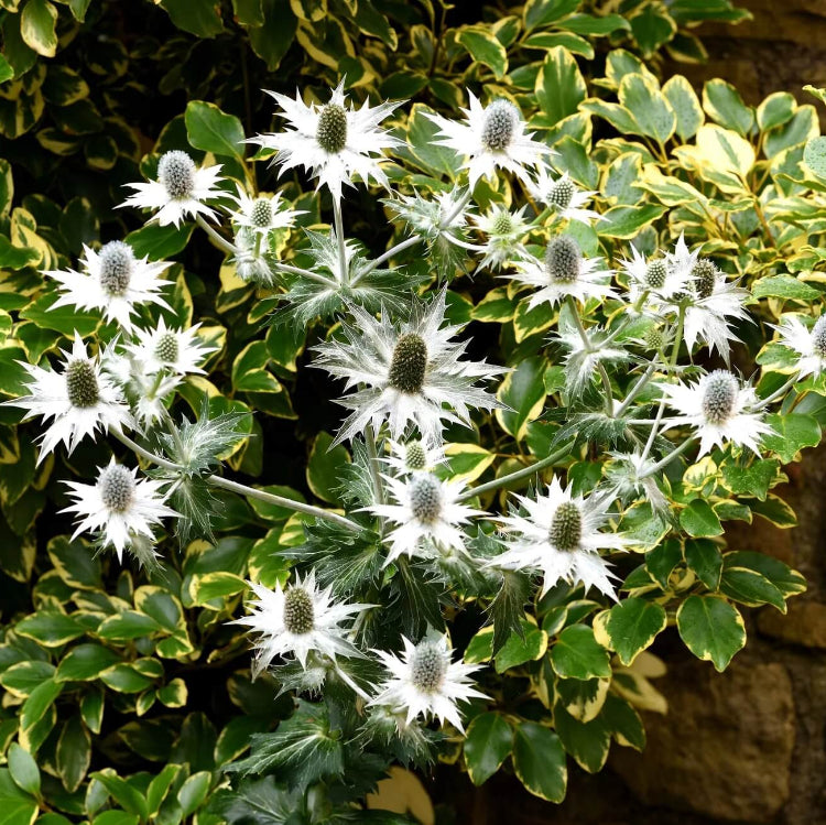 Eryngium Giganteum Seeds - Flower Plant