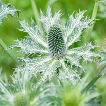 Eryngium Giganteum Seeds - Flower Plant