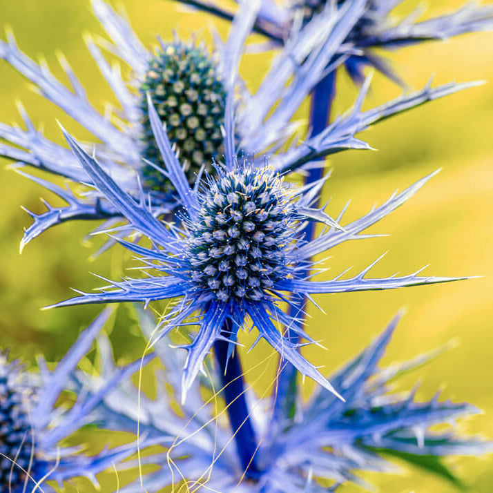 Eryngium Planum Seeds - Flower Plant