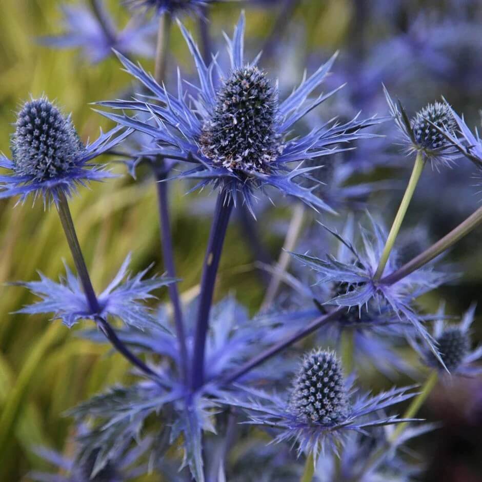 Eryngium Planum Seeds - Flower Plant