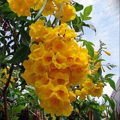 Esperanza Flower Seeds – Wildflower Mix, Heirloom
