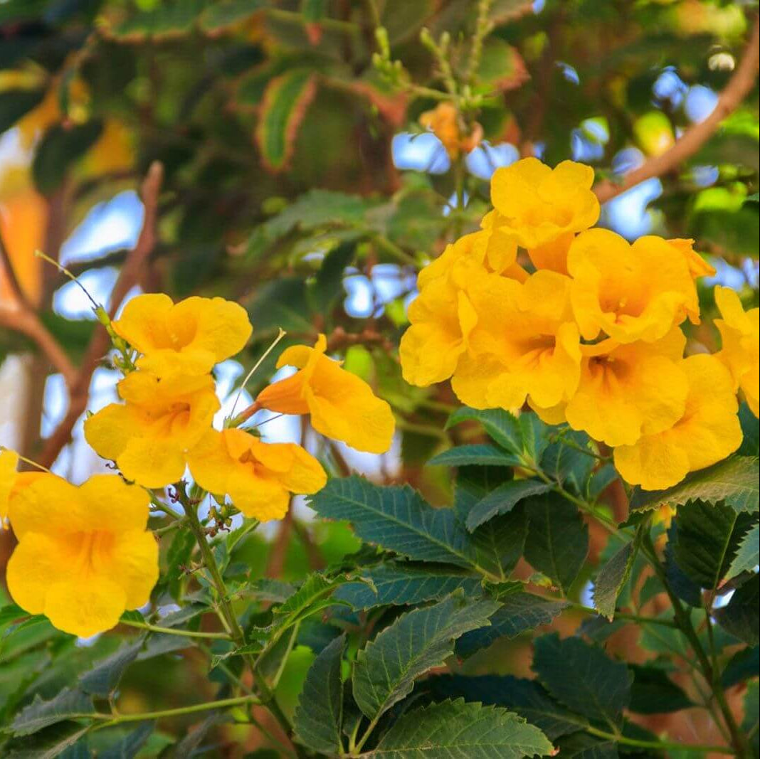 Esperanza Flower Seeds – Wildflower Mix, Heirloom
