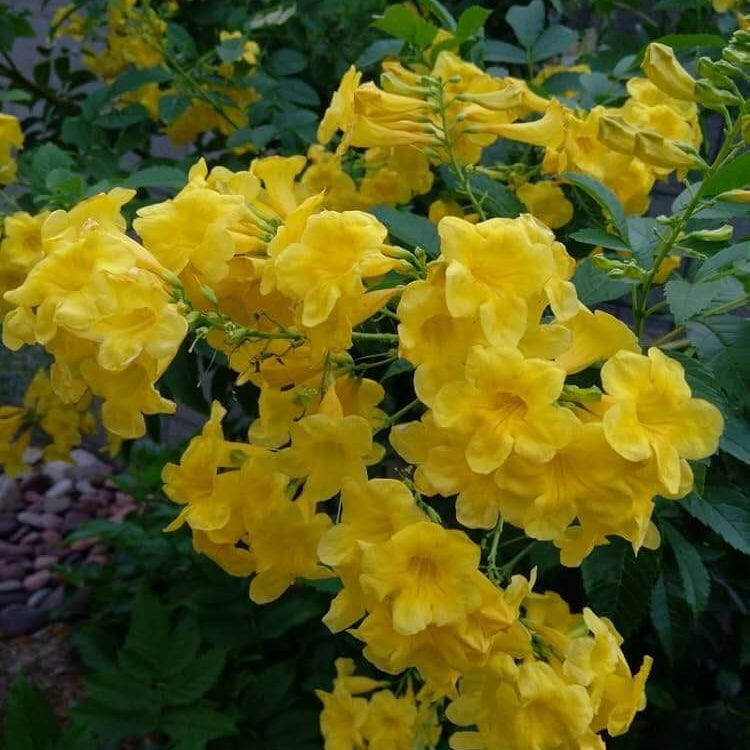 Esperanza Flower Seeds – Wildflower Mix, Heirloom
