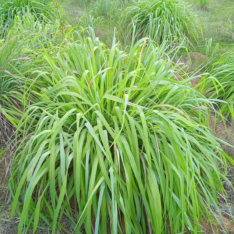 Essential Oil Grass Seeds