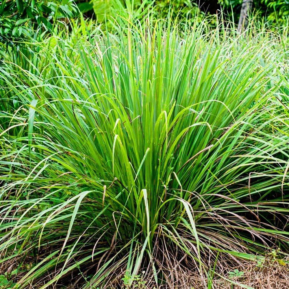 Essential Oil Grass Seeds