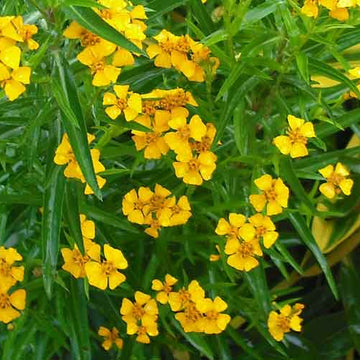 Estragon Seeds – Aromatic
