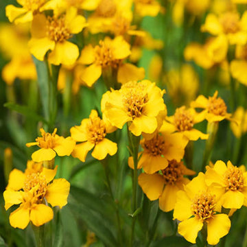 Estragon Seeds – Aromatic
