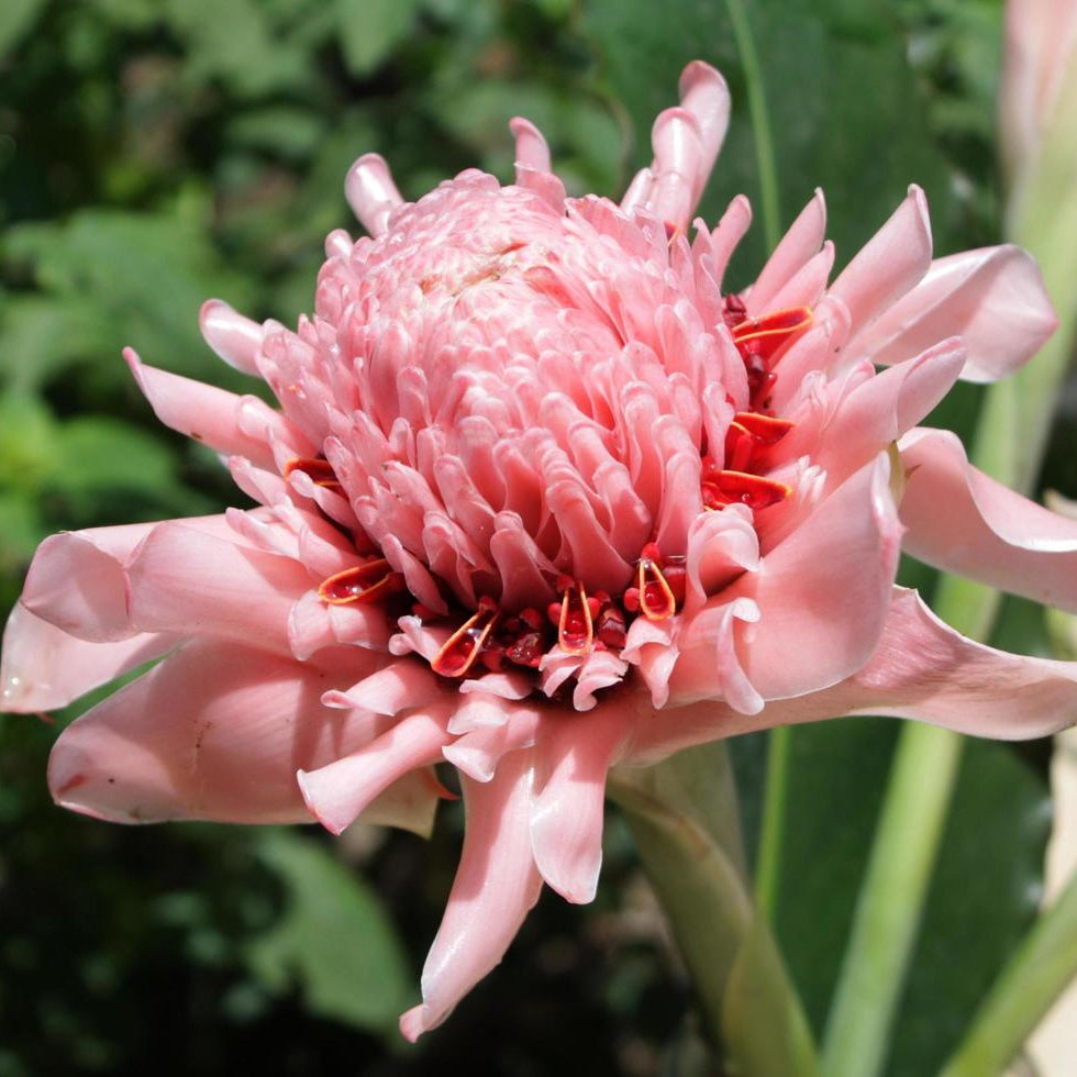 Etlingera Elatior Seeds – Pink Torch Ginger
