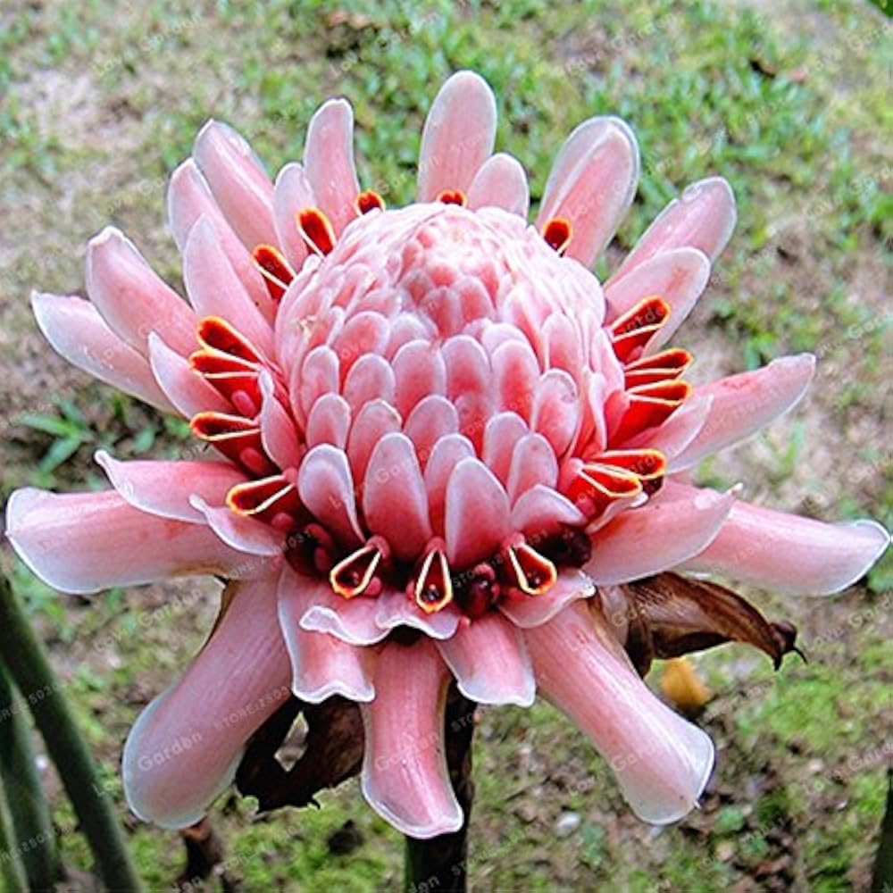 Etlingera Elatior Seeds – Pink Torch Ginger
