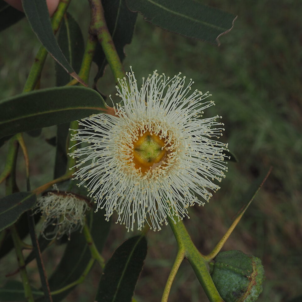 Eucalyptus Globulus Seeds – Tasmanian Blue Gum
