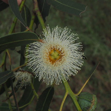 Eucalyptus Globulus Seeds – Tasmanian Blue Gum
